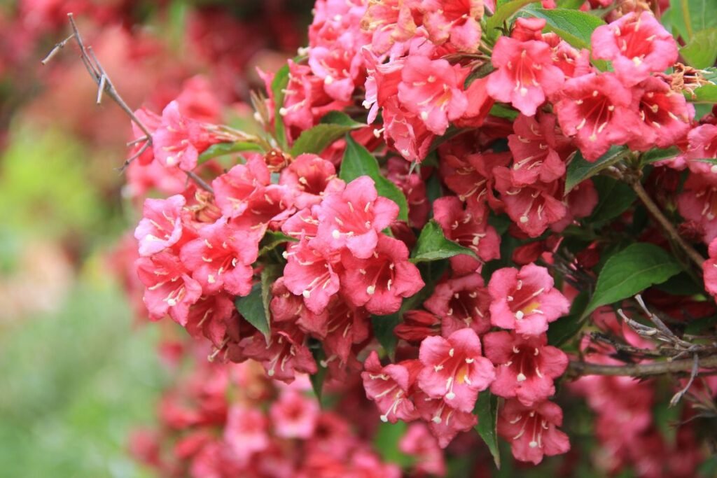 Veigelė – pavasarinė bičių puota