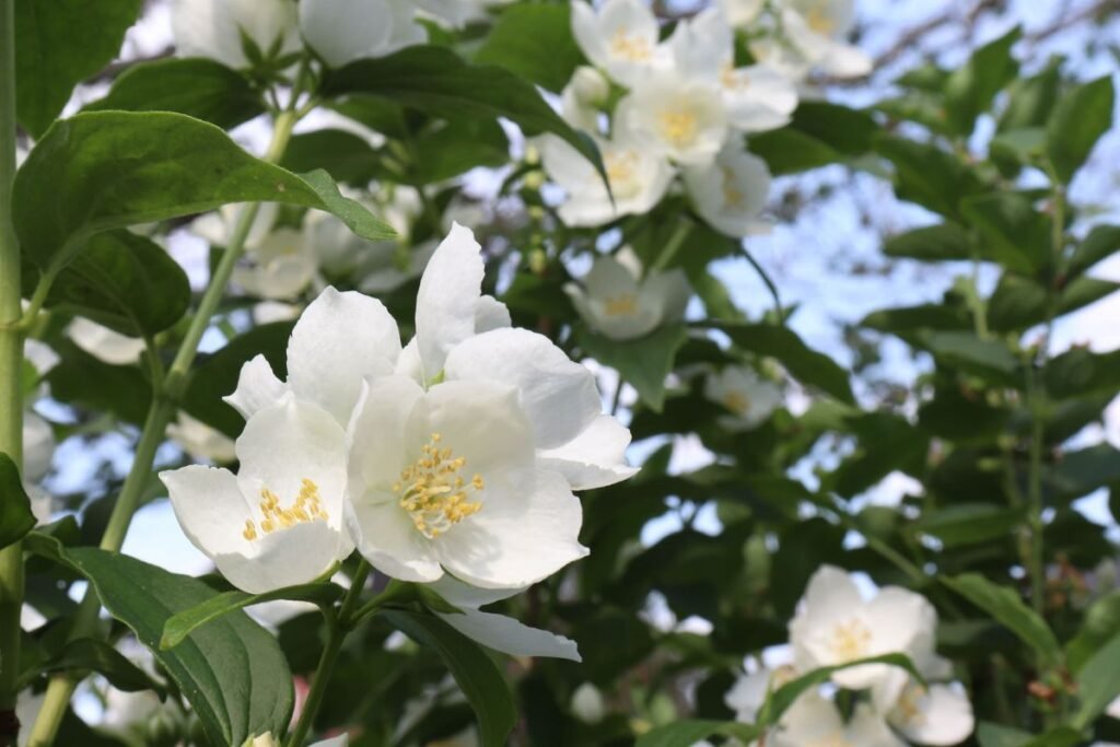 Jazminas – aromatingiausias vasaros pradžios krūmas