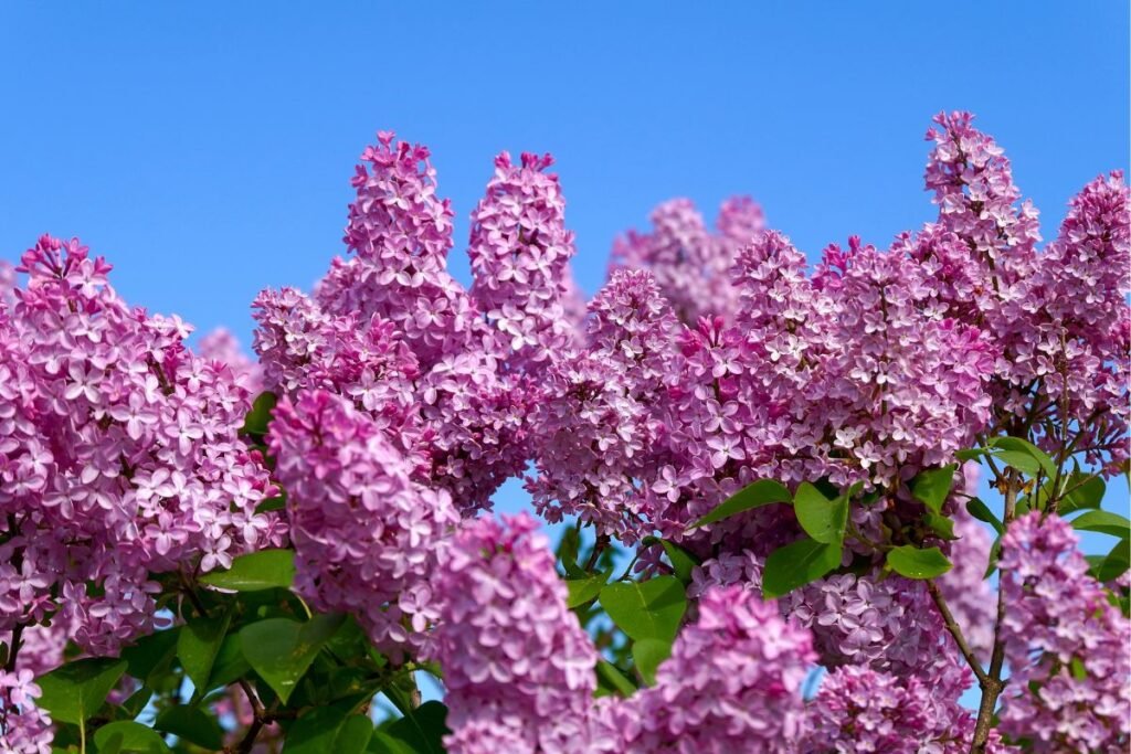 Alyvos – žiedai tik ant peržiemojusių viršūnių