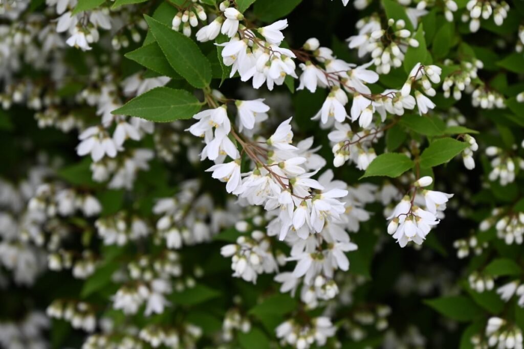 Deucija – balta puta birželio sode