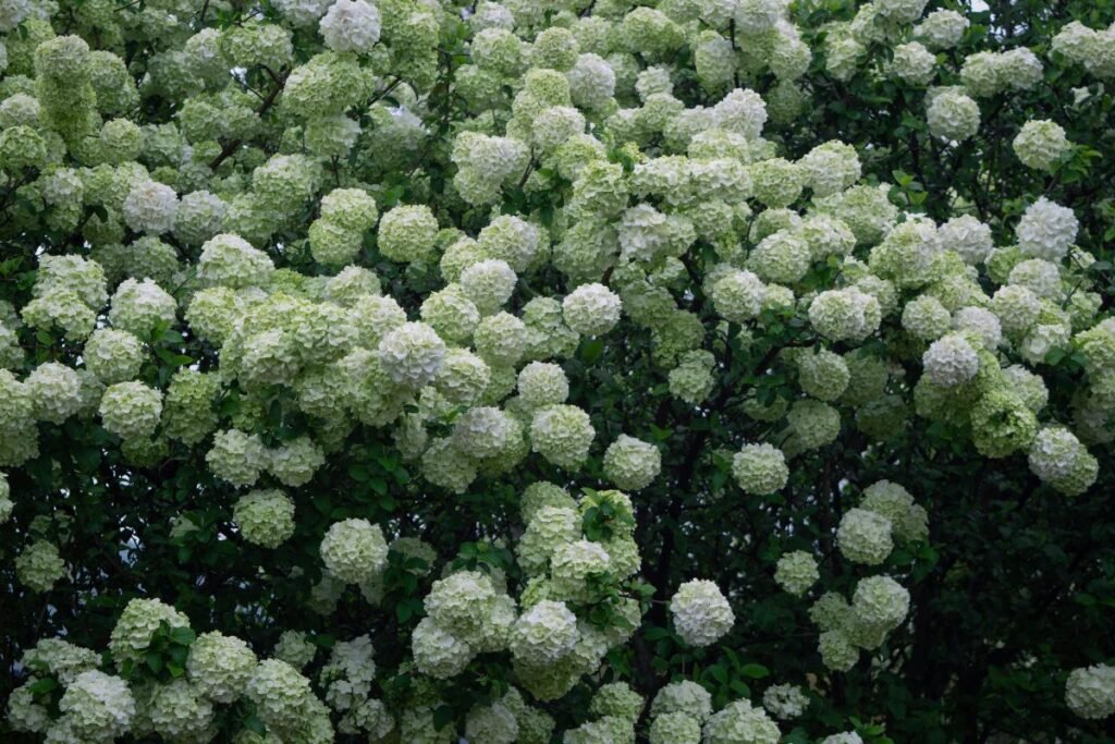 Putinas – ne tik žiedai, bet ir uogos