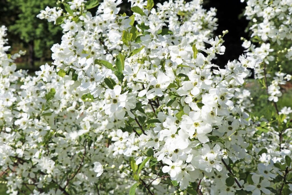 Egzochorda – trumpa žydėjimo paslaptis. Negenėti pavasarį