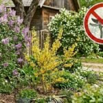 Ko negenėti pavasarį? 7 augalai, kuriems genėjimas pražudo žiedus