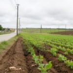 Kokiu atstumu sodinti nuo kelio