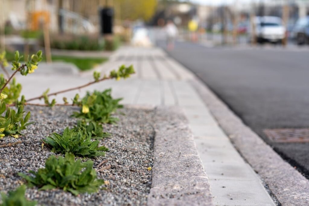 Kokiu atstumu sodinti nuo kelio(2)