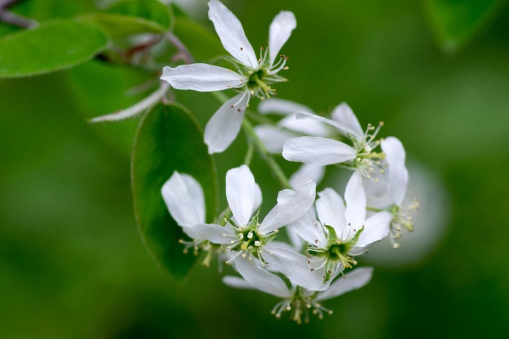 Kvepiantys krūmai: varpinė medlieva (Amelanchier spicata)