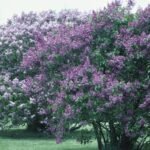 Kvepiantys krūmai: TOP 10, kurių aromatas pavers jūsų sodą tikru malonumu