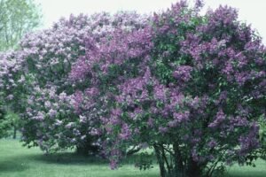 Kvepiantys krūmai: TOP 10, kurių aromatas pavers jūsų sodą tikru malonumu