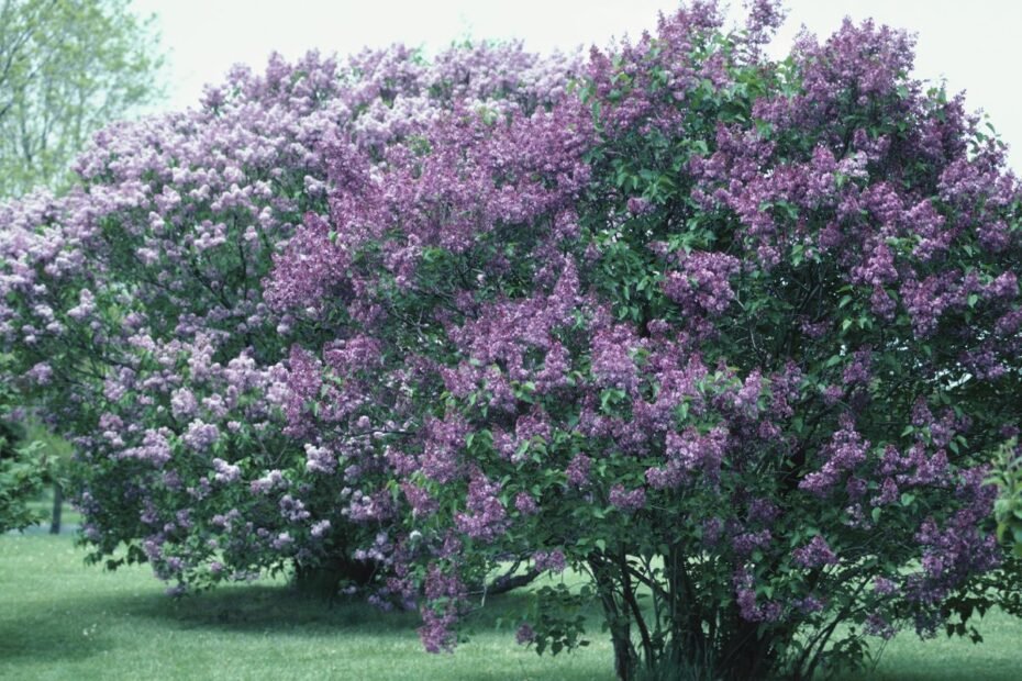 Kvepiantys krūmai: TOP 10, kurių aromatas pavers jūsų sodą tikru malonumu