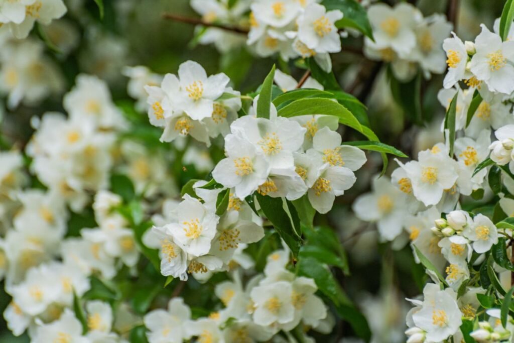 Kvepiantys krūmai: darželiniai jazminai (Philadelphus coronarius)
