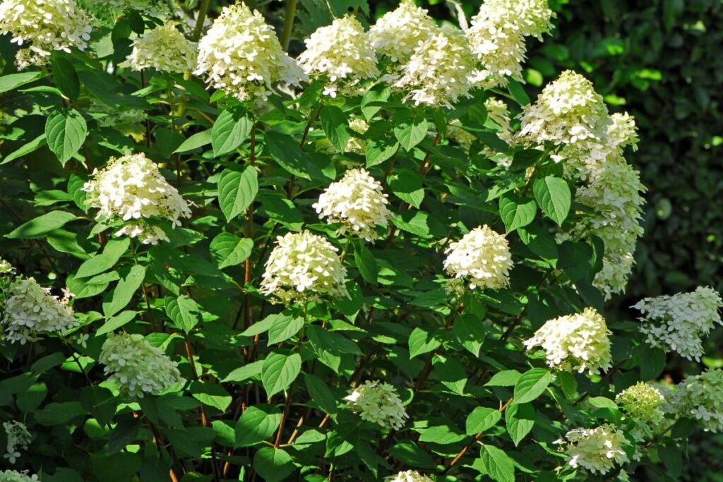 Kvepiantys krūmai: šluotelinės hortenzijos (Hydrangea paniculata)