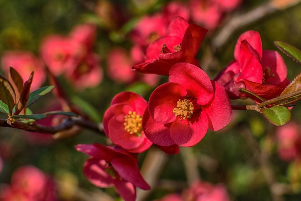 Kvepiantys krūmai: japoninis svarainis (Chaenomeles japonica)