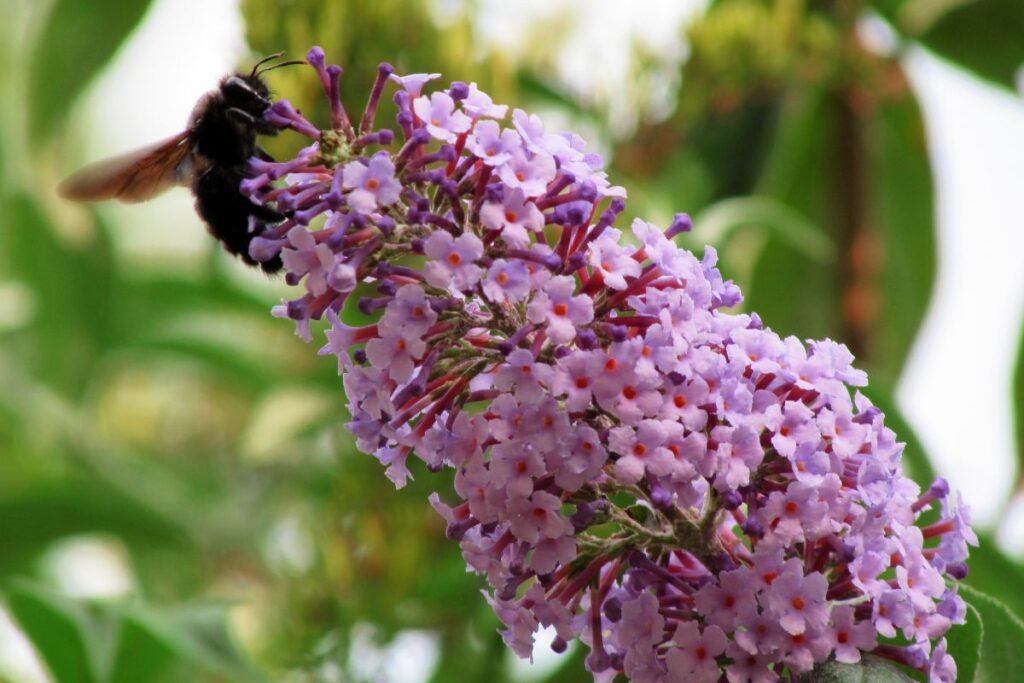 Kvepiantys krūmai: kvapioji budlėja (Buddleja davidii)
