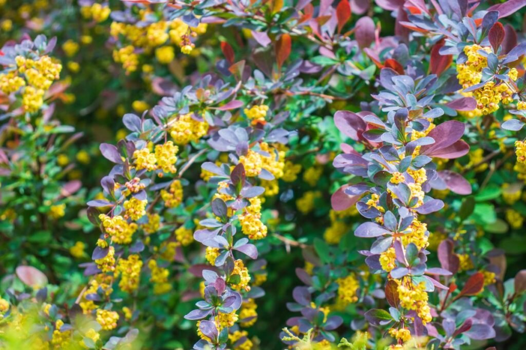 Kvepiantys krūmai: paprastasis raugerškis (Berberis vulgaris)