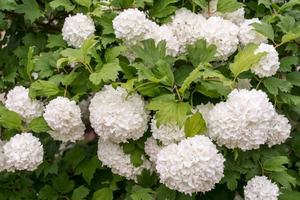 Kvepiantys krūmai: kvapieji putinai (Viburnum)