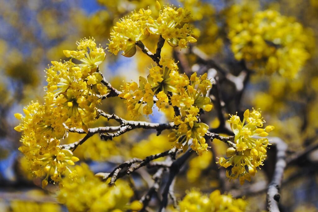 Kvepiantys krūmai: geltonžiedė sedula (Cornus mas)