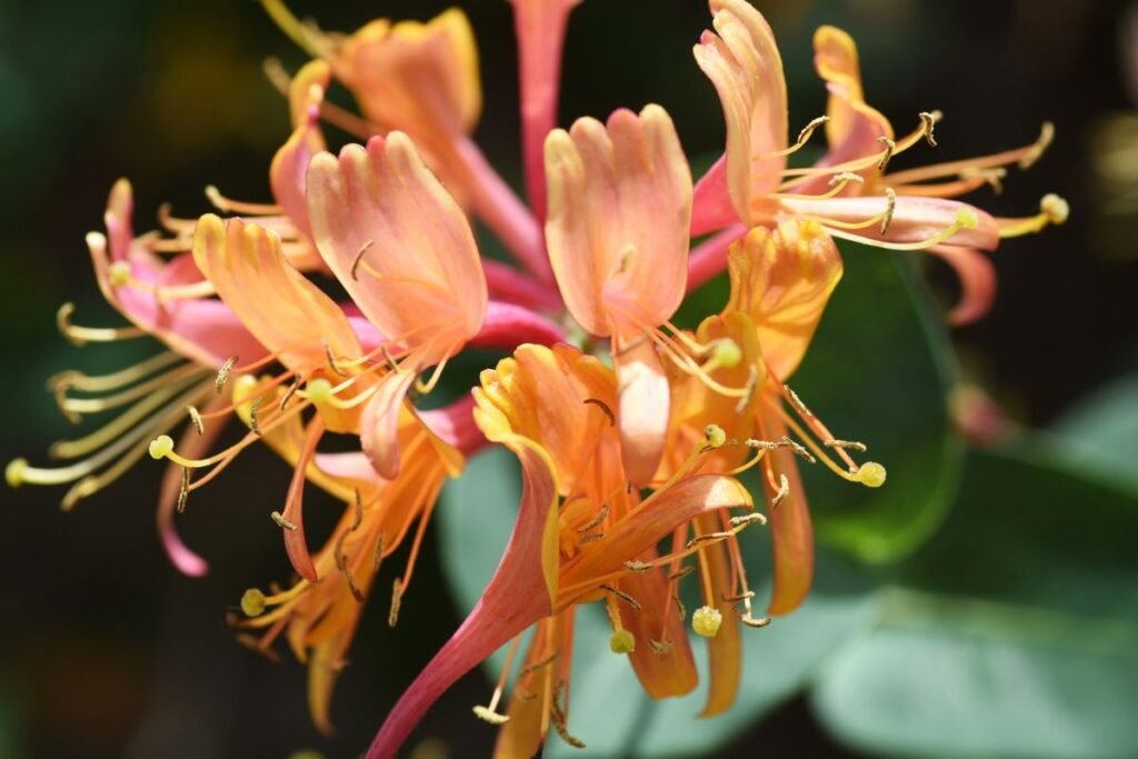 Kvepiantys krūmai: kvepiantys sausmedžiai (Lonicera)