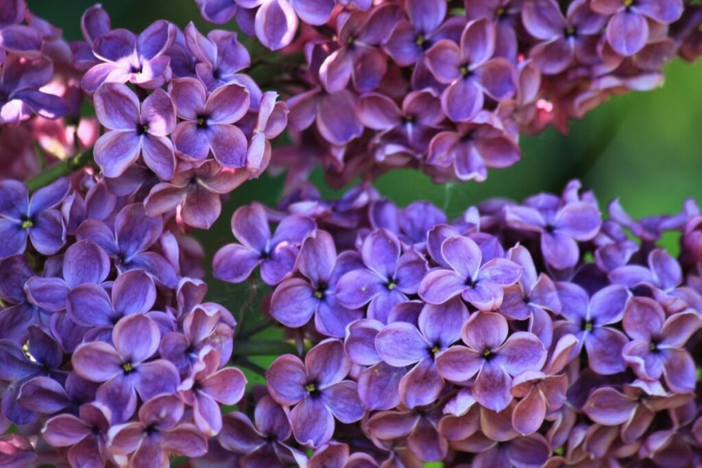 Kvepiantys krūmai: paprastosios alyvos (Syringa vulgaris)