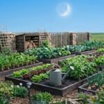 Laistymas pagal Mėnulio kalendorių: kaip dangaus kūnai veikia jūsų sodo drėgmę?