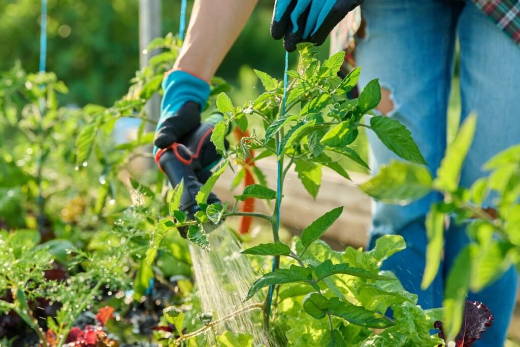 Kodėl vis dažniau pasirenkamos lauko pomidorų veislės?