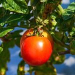Lauko pomidorų veislės: kaip užsiauginti gausų derlių be šiltnamio?