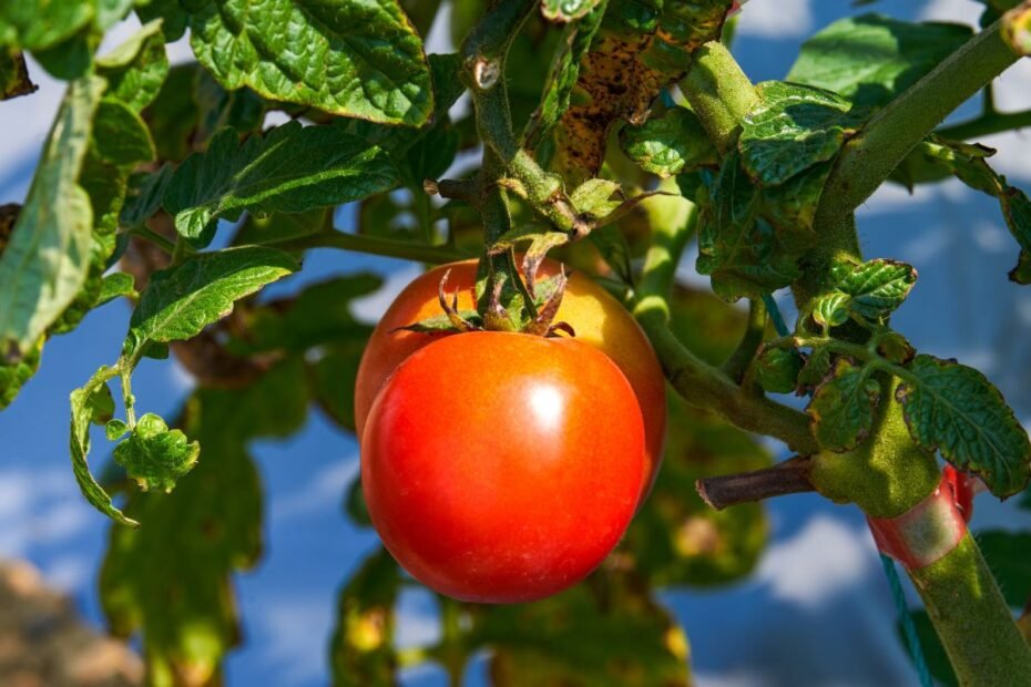 Lauko pomidorų veislės: kaip užsiauginti gausų derlių be šiltnamio?
