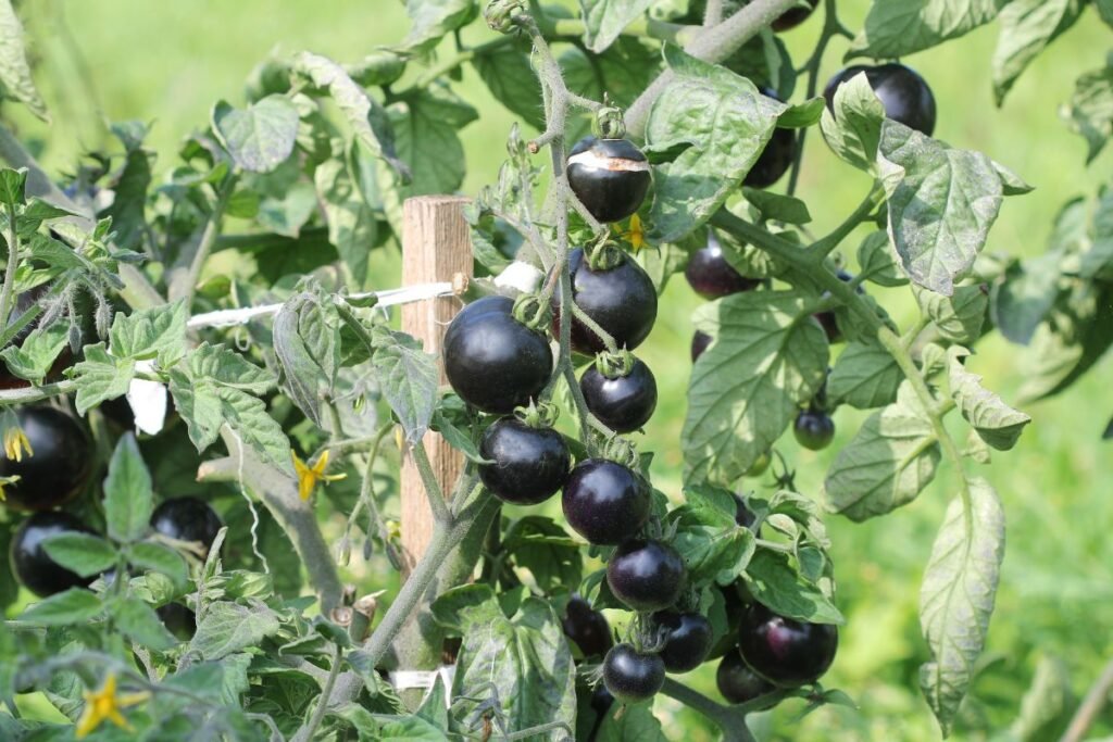 TOP 10 derlingiausios lauko pomidorų veislės