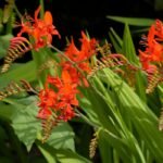 Montbretės auginimas