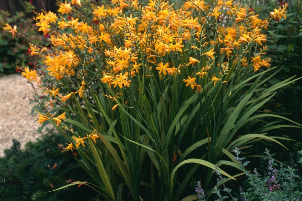 Montbretės auginimas