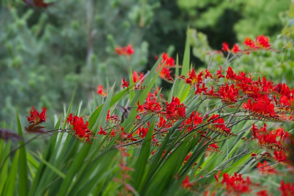 Montbretės auginimas