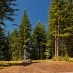 Pakeltos lysvės: ar miško paklotė gali atgaivinti jose esantį dirvožemį?