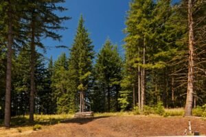 Pakeltos lysvės: ar miško paklotė gali atgaivinti jose esantį dirvožemį?