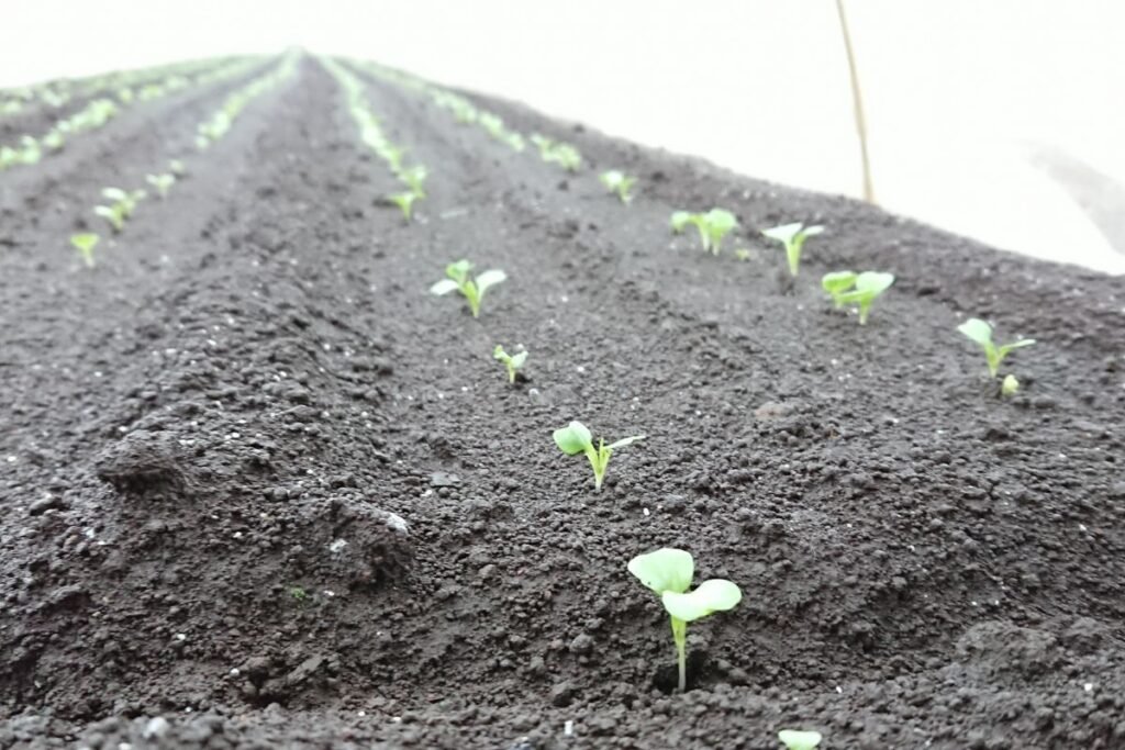 Mizuno auginimas: vieta, dirva ir sėjos laikas