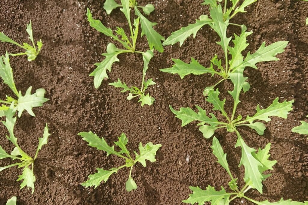 Mizuno kenkėjai ir ligos