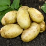 Naujausios bulvių veislės: ką šiemet verta pasodinti darže?