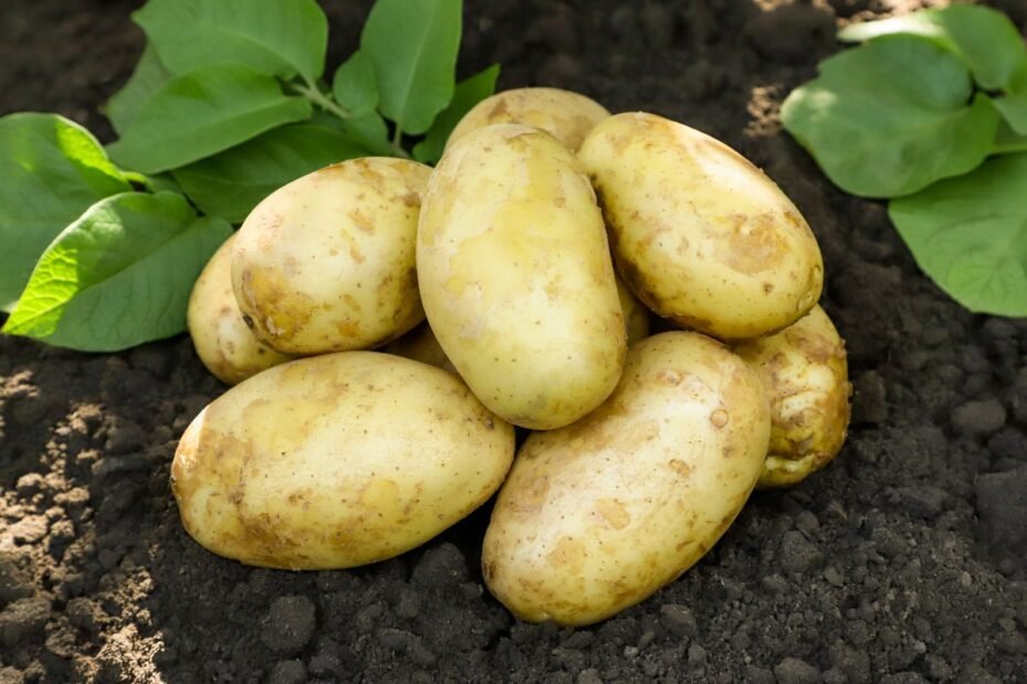 Naujausios bulvių veislės: ką šiemet verta pasodinti darže?