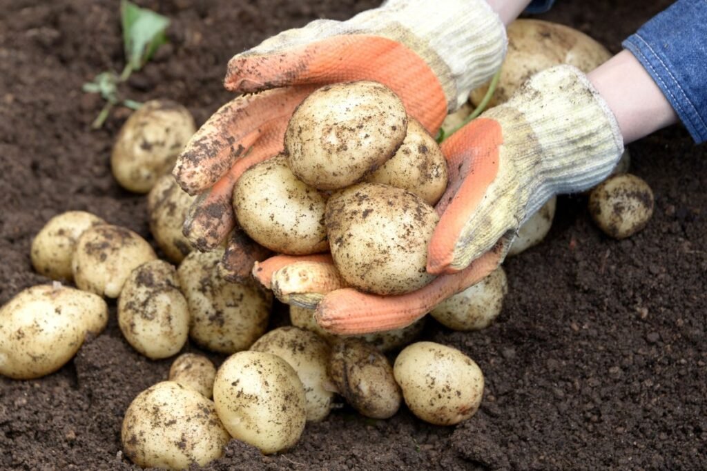 Naujausios bulvių veislės: ką šiemet verta pasodinti darže?