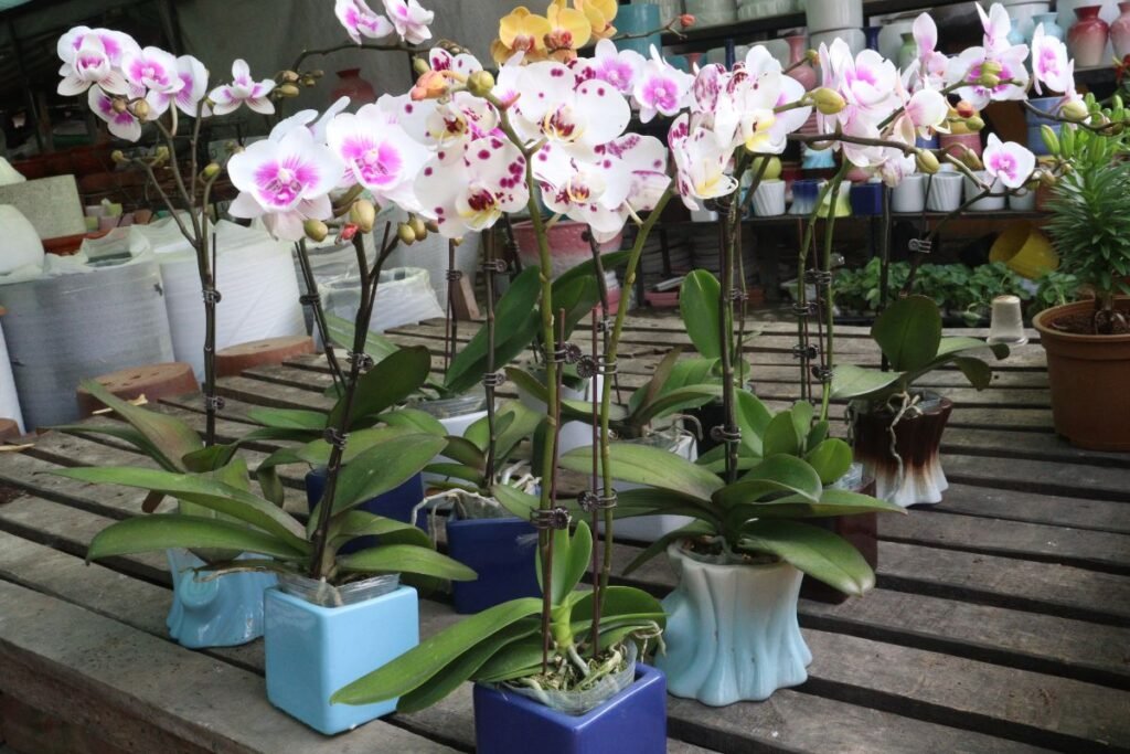 Jaunos orchidėjos priežiūra po atskyrimo