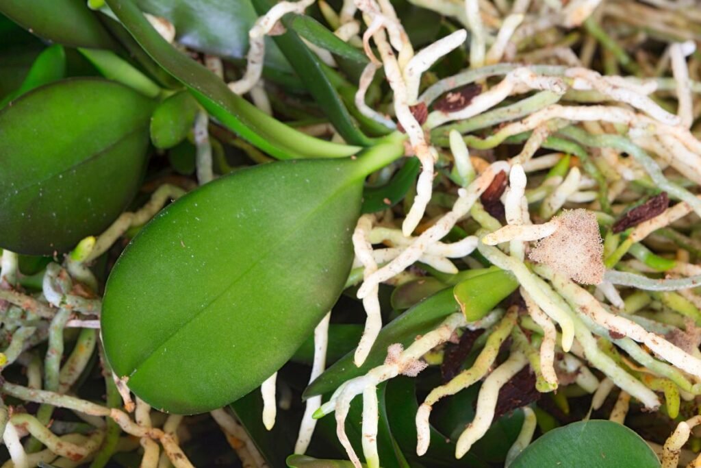 Orchidėjų dauginimas: trys kritinės klaidos