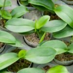 https://derlingas.lt/geles/orchidejos-dazniausiai-pasitaikancios-orchideju-ligos-paprasti-budai-kaip-sias-geles-isgydyti