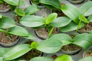 https://derlingas.lt/geles/orchidejos-dazniausiai-pasitaikancios-orchideju-ligos-paprasti-budai-kaip-sias-geles-isgydyti