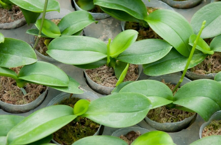 https://derlingas.lt/geles/orchidejos-dazniausiai-pasitaikancios-orchideju-ligos-paprasti-budai-kaip-sias-geles-isgydyti
