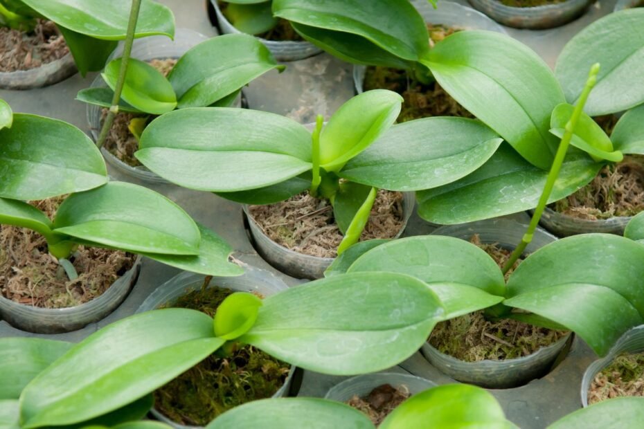 https://derlingas.lt/geles/orchidejos-dazniausiai-pasitaikancios-orchideju-ligos-paprasti-budai-kaip-sias-geles-isgydyti