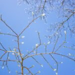 Pavasariniai orų spėjimai, burtai ir prietarai – ką mums nori pasakyti gamta?