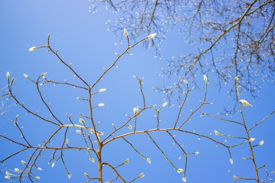 Pavasariniai orų spėjimai, burtai ir prietarai – ką mums nori pasakyti gamta?