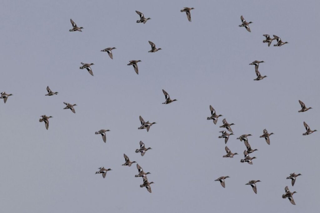 Pirmieji pavasario ženklai