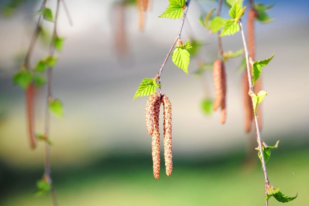 Orų spėjimai medžių kalba: kas sužaliuoja pirmas?