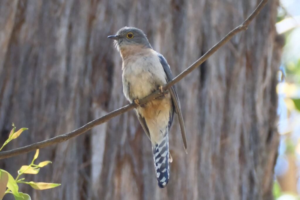 Gegutė ir gandras – pavasario pasiuntiniai