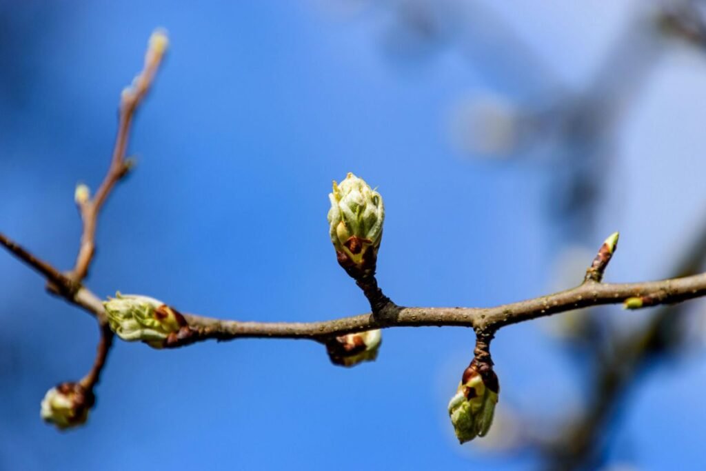 Pavasarinių pumpurų rinkimas