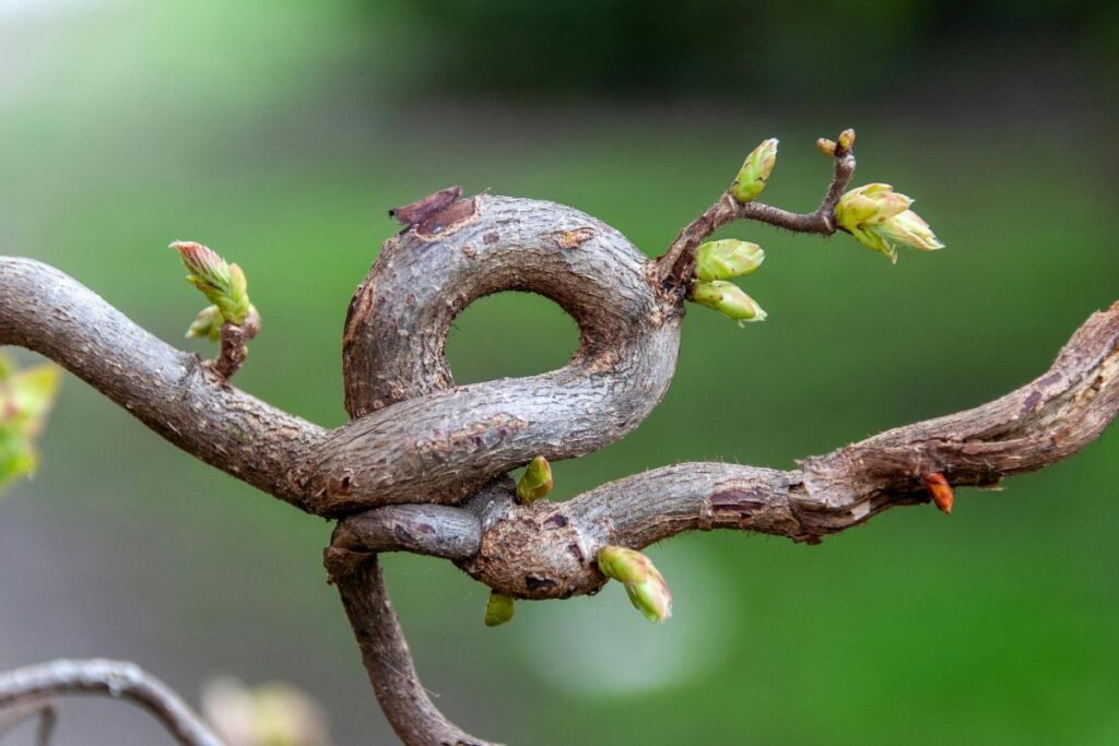 Pavasarinių pumpurų rinkimas
